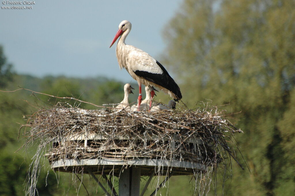 Cigogne blanche, identification, Nidification