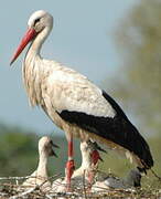 White Stork