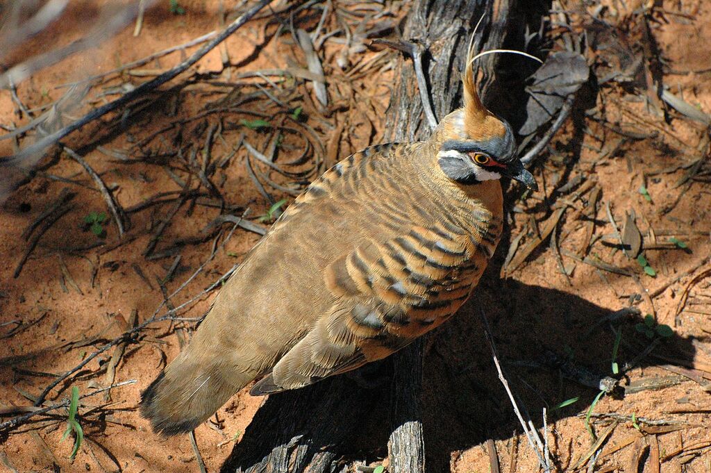 Spinifex Pigeon