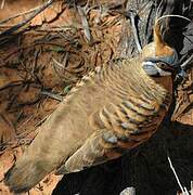 Spinifex Pigeon