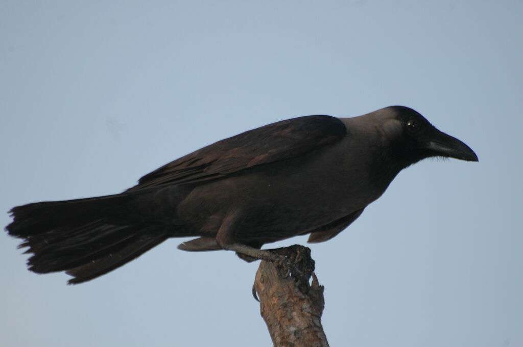 House Crow