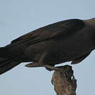 Corbeau familier