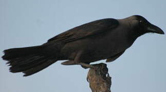 House Crow