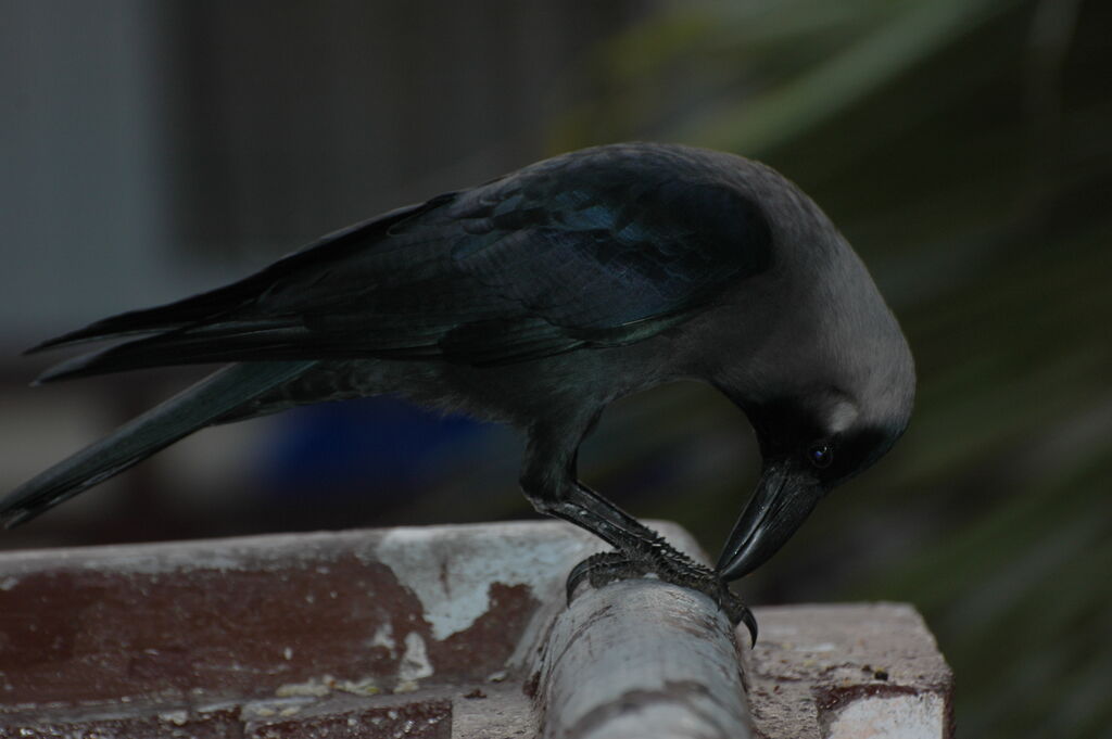 House Crow