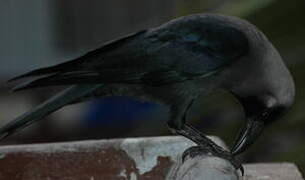 House Crow