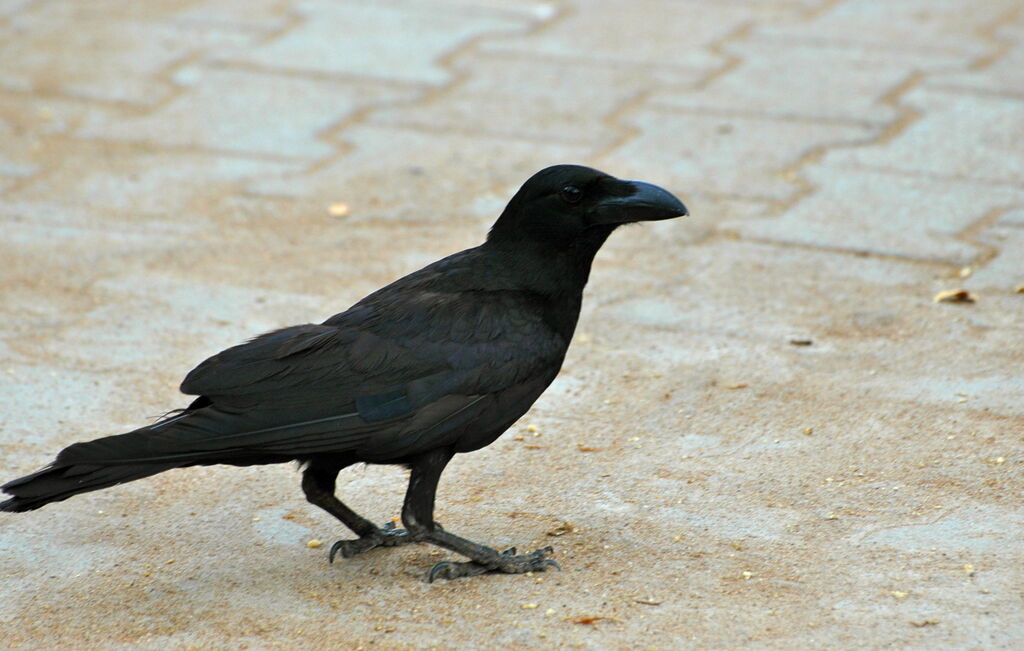 Indian Jungle Crow