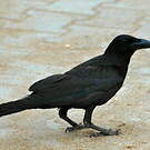 Corbeau indien