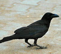 Indian Jungle Crow