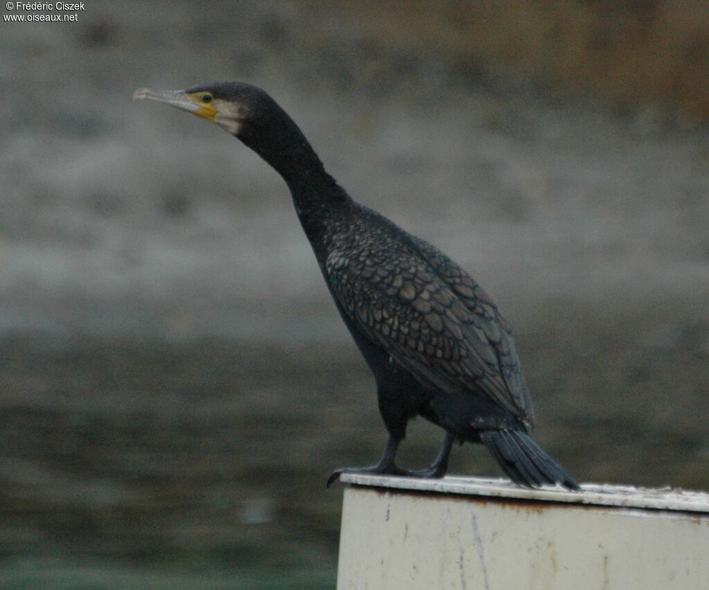 European Shag