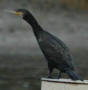 European Shag