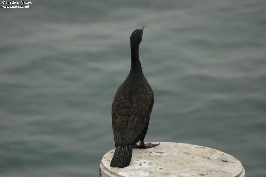 European Shag