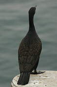 European Shag