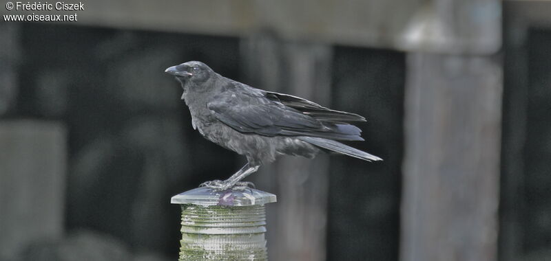 Northwestern Crow, identification