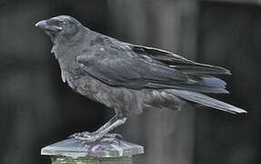 Northwestern Crow