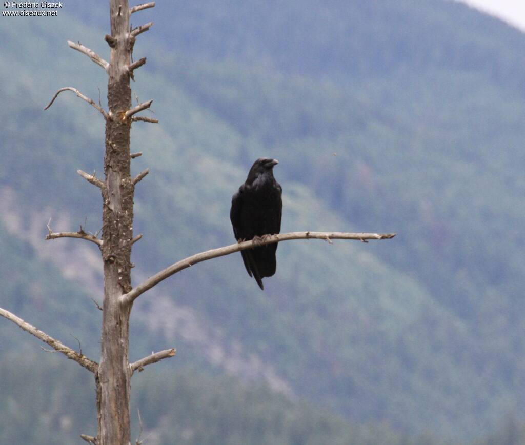 Northwestern Crow