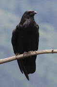 Northwestern Crow