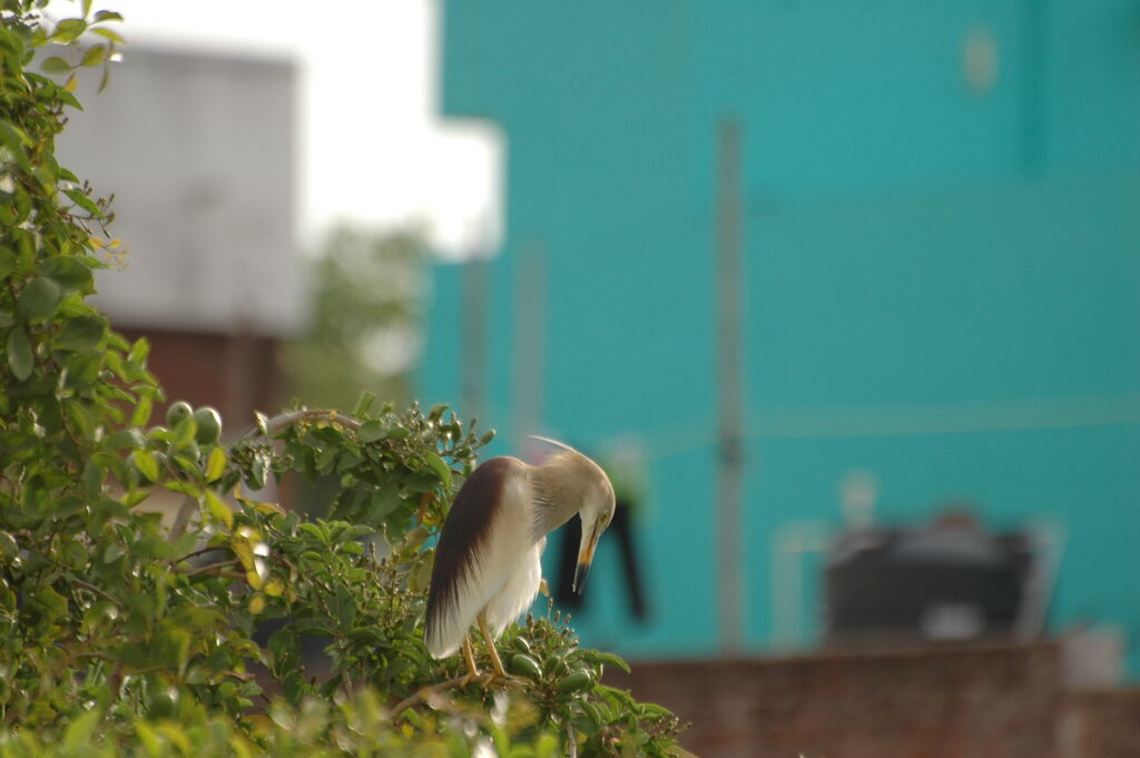 Indian Pond Heronadult breeding