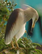 Indian Pond Heron