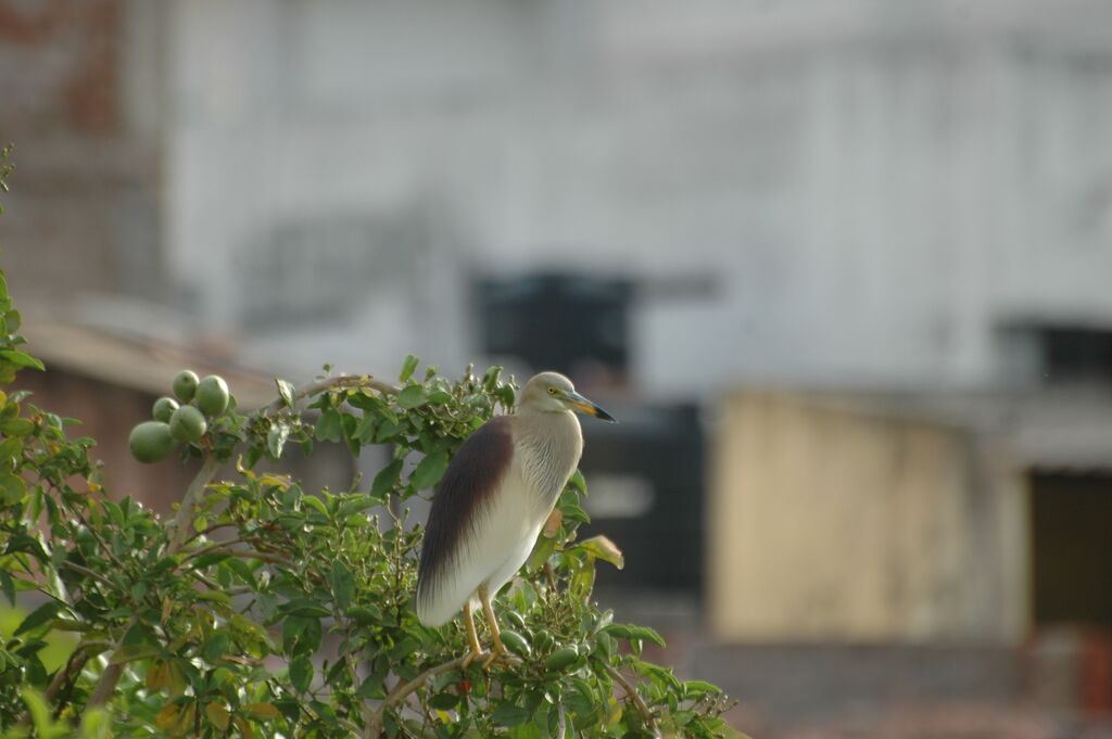 Indian Pond Heronadult breeding