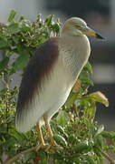 Indian Pond Heron