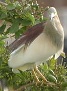 Indian Pond Heron