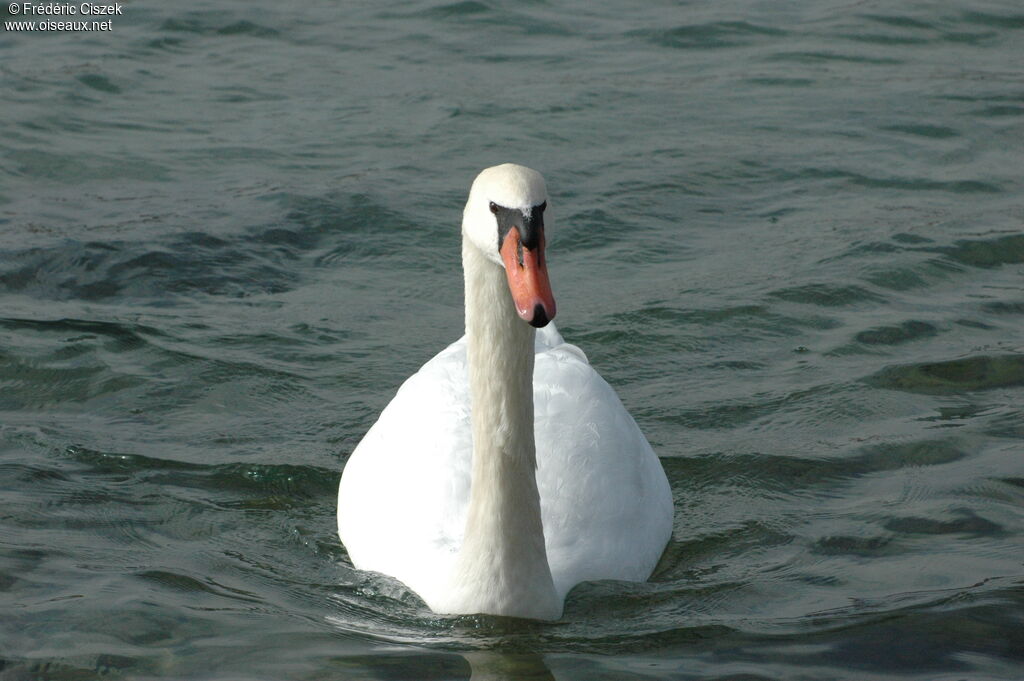 Cygne tuberculé