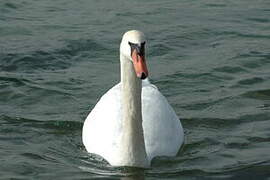 Cygne tuberculé