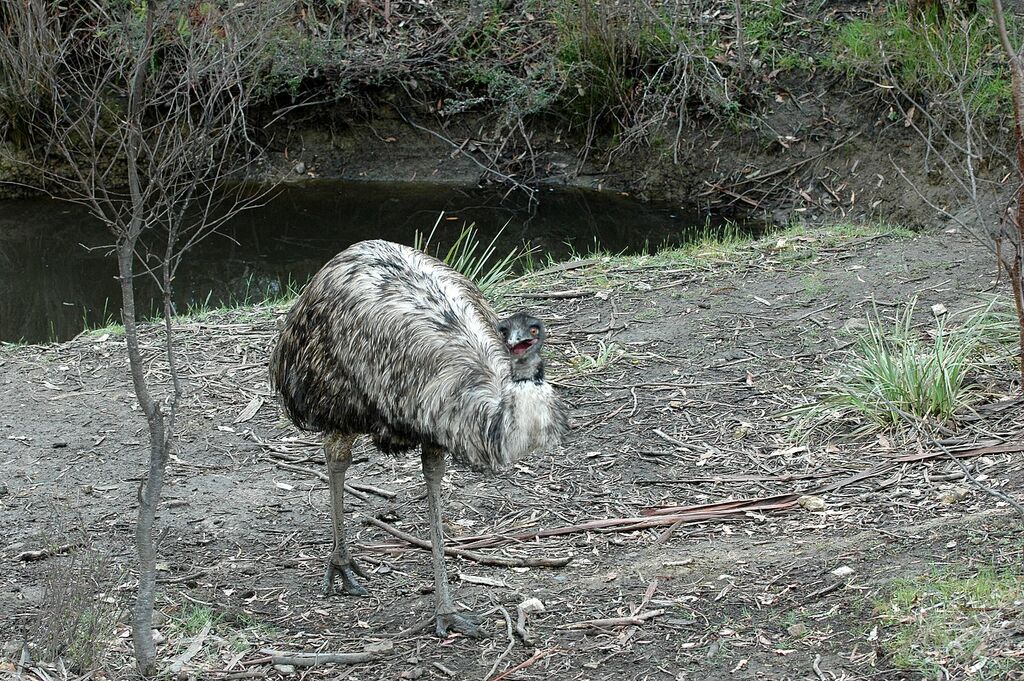 Emu