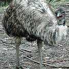 Émeu d'Australie
