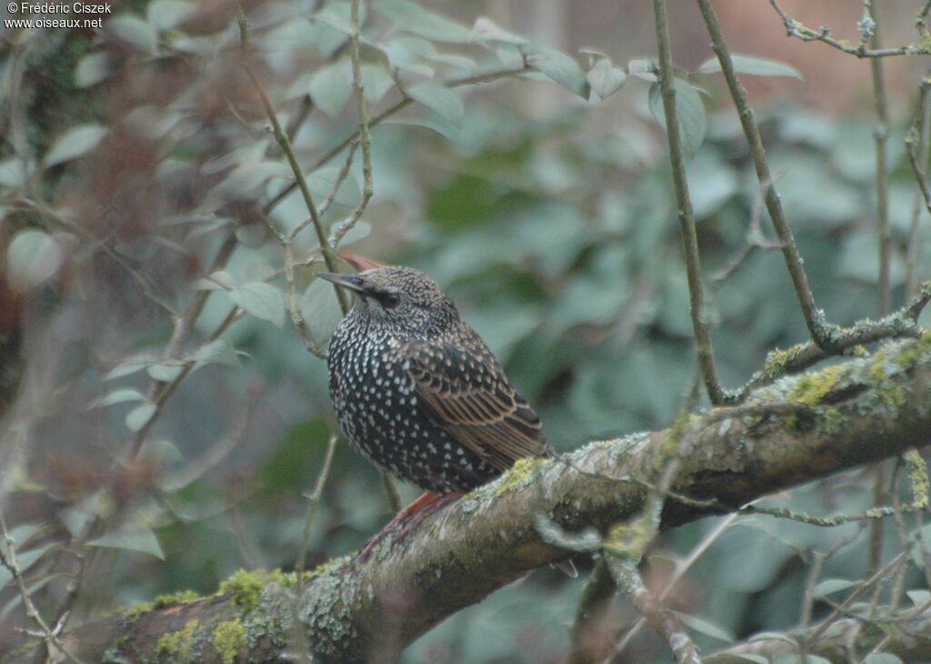 Common Starling