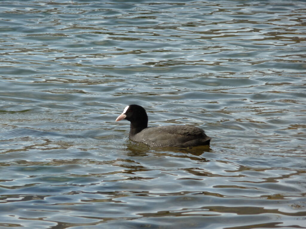 Eurasian Cootadult