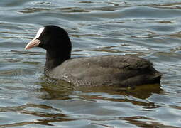 Eurasian Coot