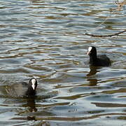 Eurasian Coot