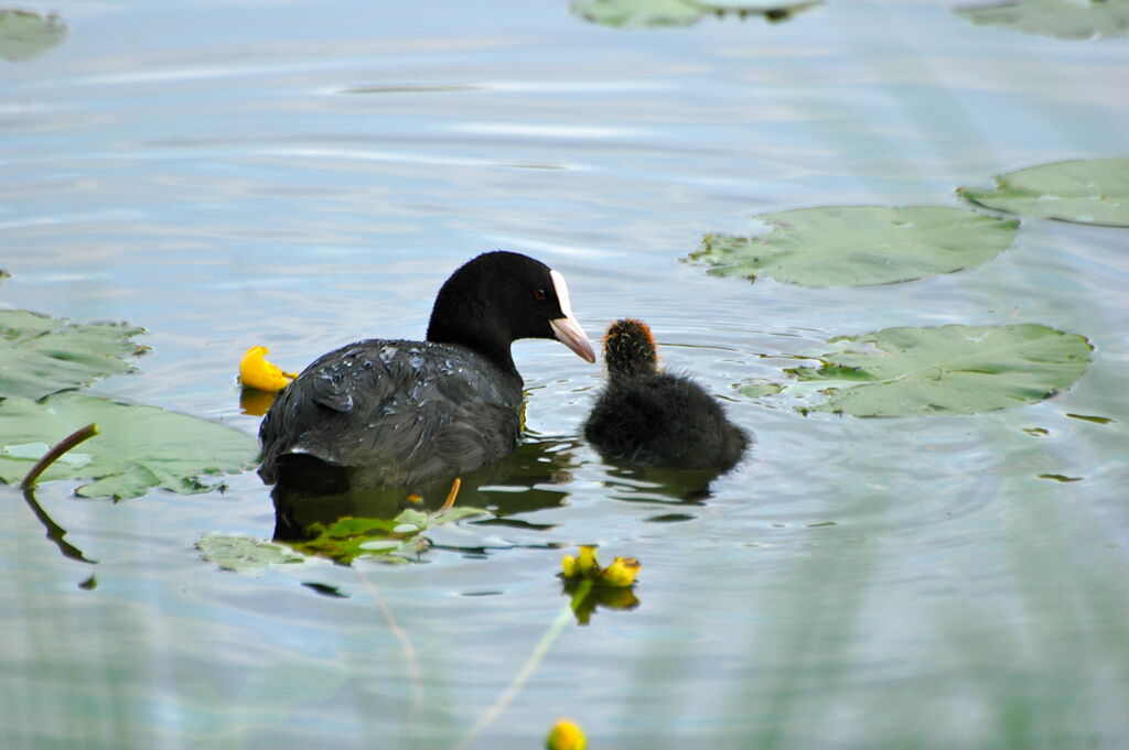 Eurasian Coot