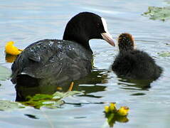 Eurasian Coot