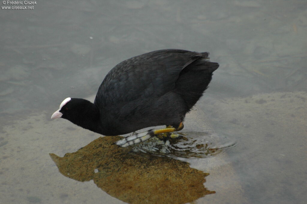 Eurasian Coot