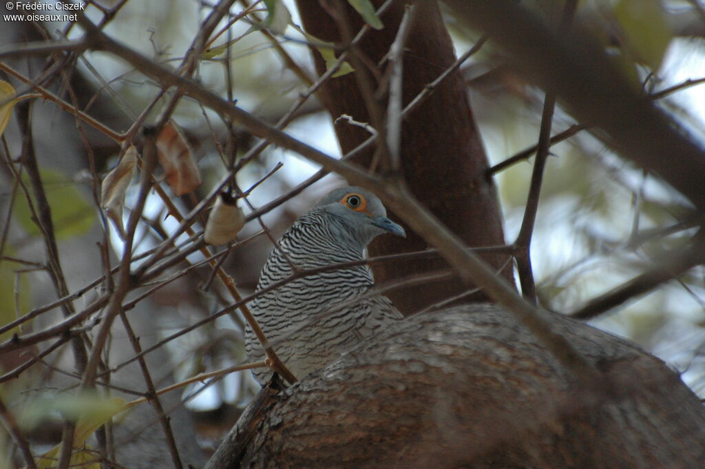 Barred Dove