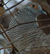 Barred Dove