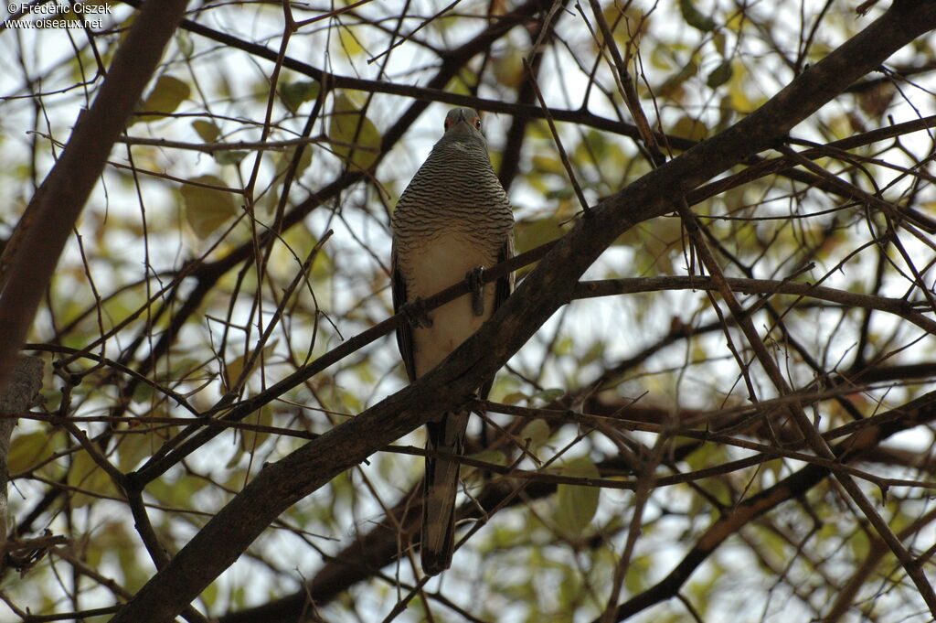 Barred Dove