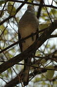 Barred Dove