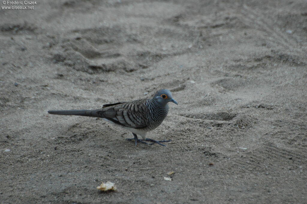 Barred Dove