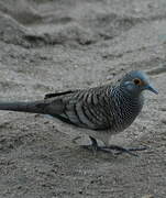 Barred Dove