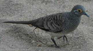 Barred Dove