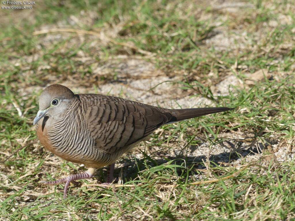 Géopélie zébréeadulte, identification, marche