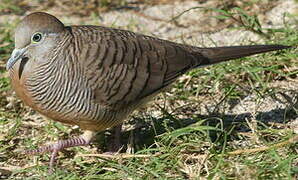 Zebra Dove