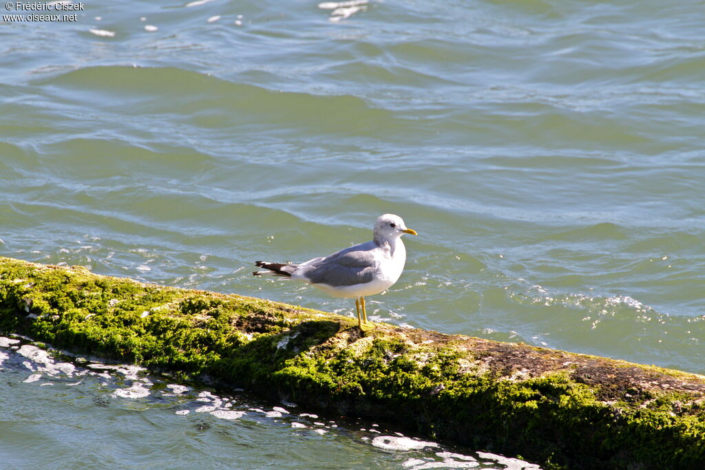 Short-billed Gulladult breeding, identification