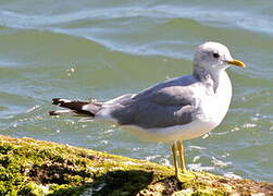 Short-billed Gull