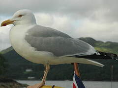 European Herring Gull