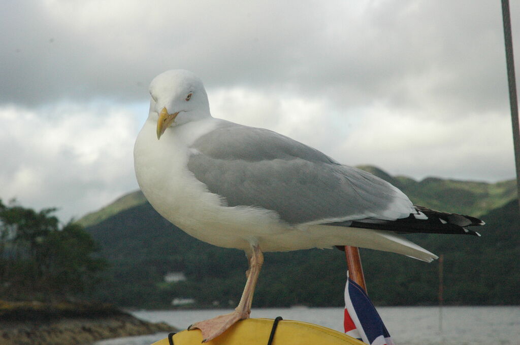 Goéland argenté mâle adulte nuptial