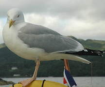 European Herring Gull